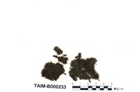 藏品(卷葉濕地苔)的圖片